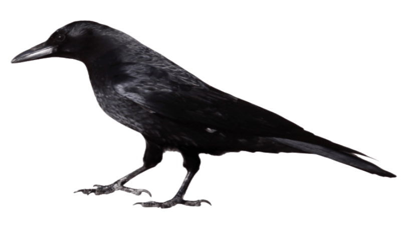 The unhappy Crow